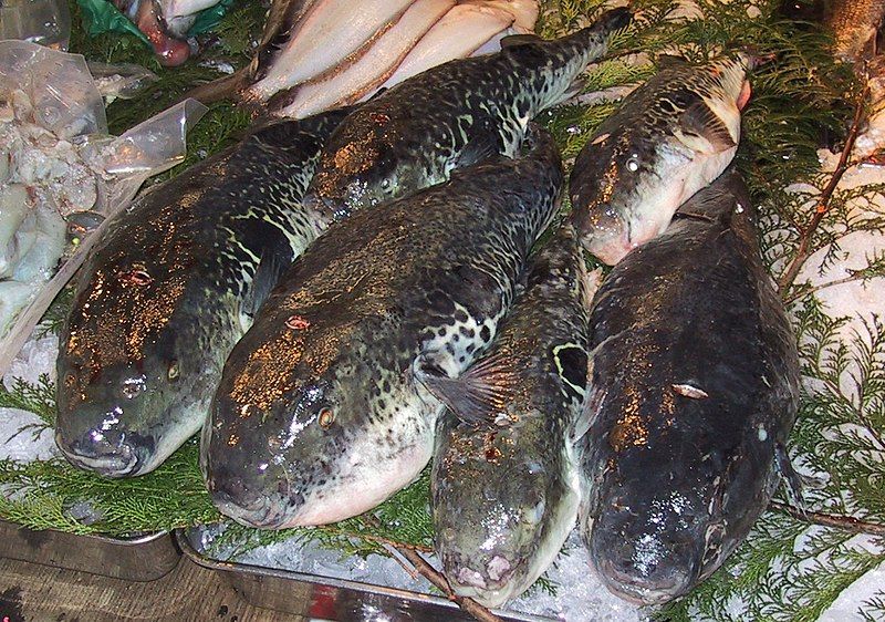 File:Fugu.Tsukiji.CR.jpg