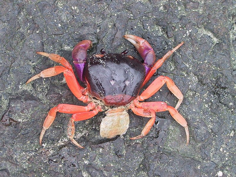 File:Gecarcinus quadratus (dead).jpg