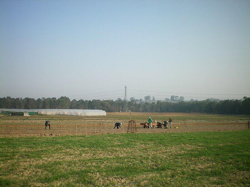 File:Henderson's seed farm5.jpg