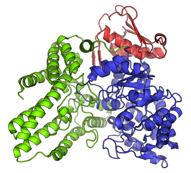 File:Human N-acetyl-alpha-glucosaminidase PDB=4XWH.png