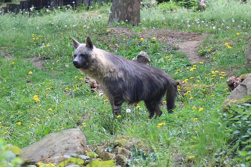 File:Hyena čabraková.jpg