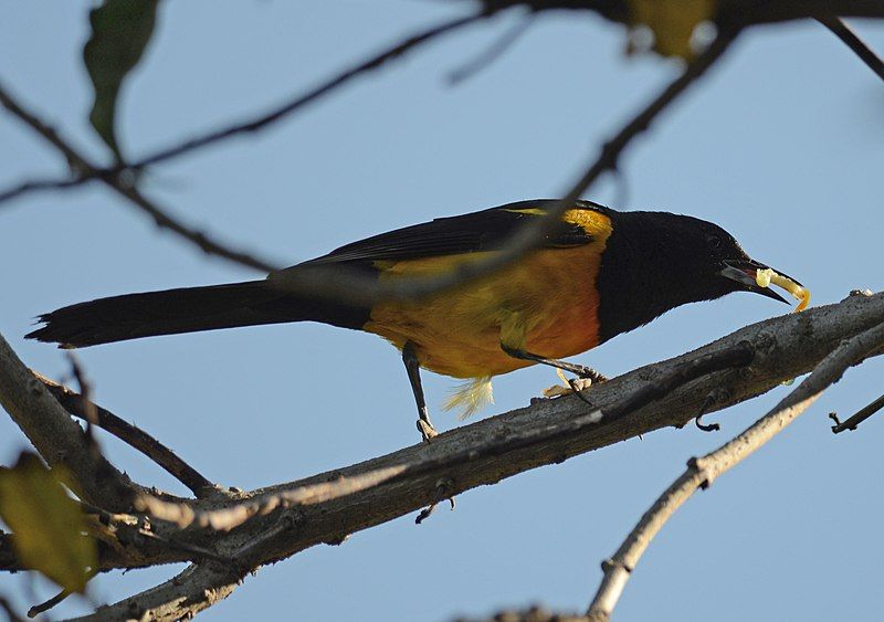 File:Icterus wagleri photo.jpg