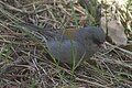 Better Gray-headed Junco, Borrego Mesa