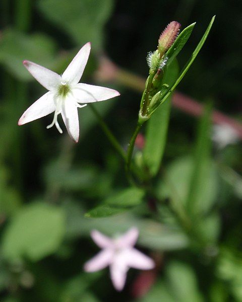 File:Kelloggia galioides.jpg