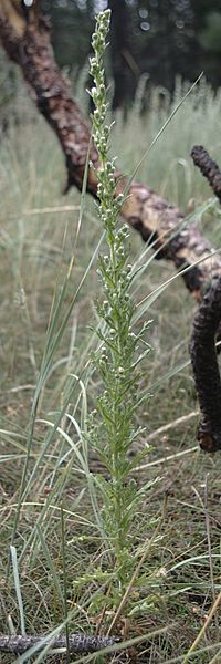 File:Laennecia coulteri habitus.jpg