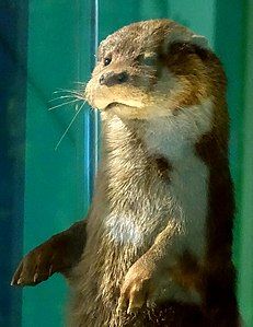 Leeds Eurasian otter, mount