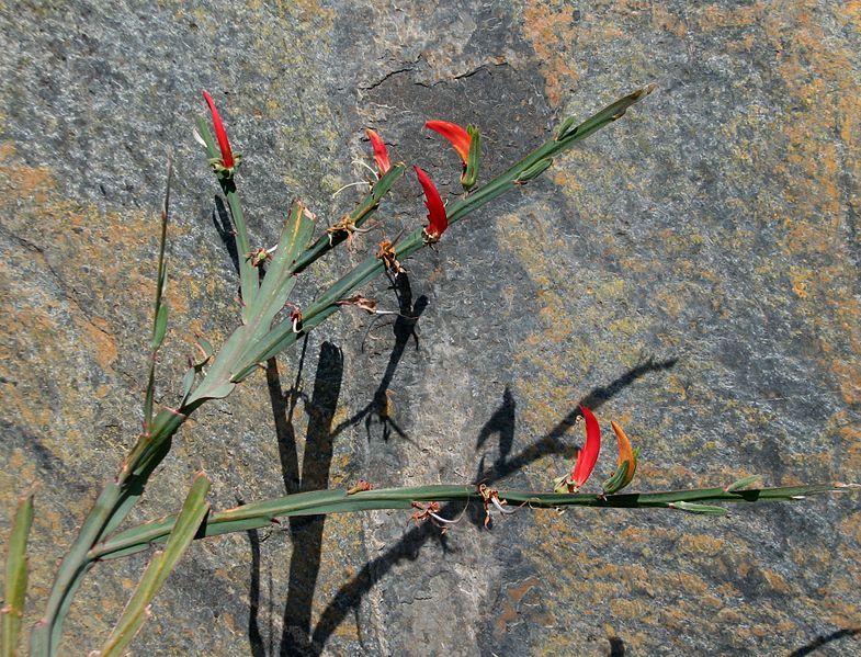 File:Leptosema aphyllum.jpg