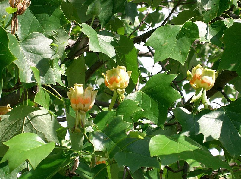 File:Liriodendron tulipifera11.jpg