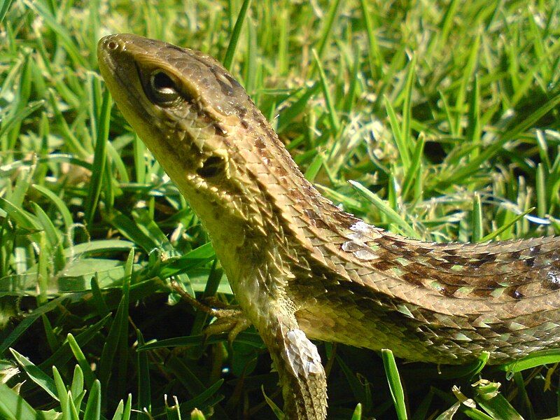 File:Lizard-santiago-2009-17-01.JPG