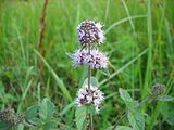 Mentha aquatica, water mint.