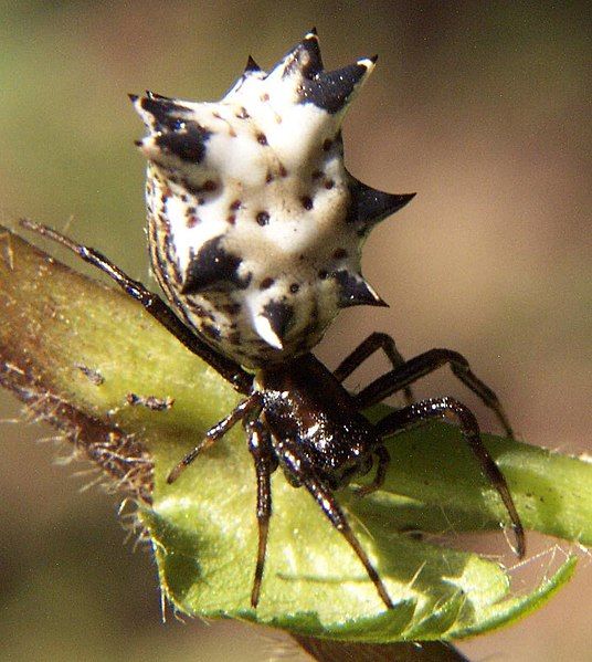 File:Micrathena gracilis fem.jpg