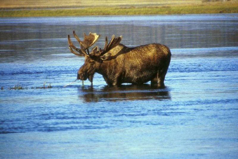 File:Moose in lake.jpg