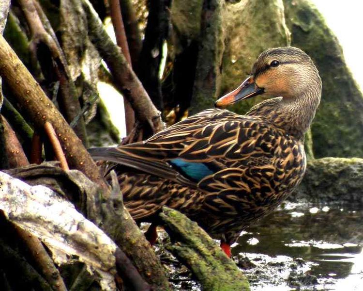 File:Mottled Duck.jpg