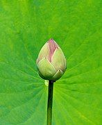 Bud of Nelumbo nucifera