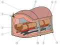 Oligochaeta anatomy