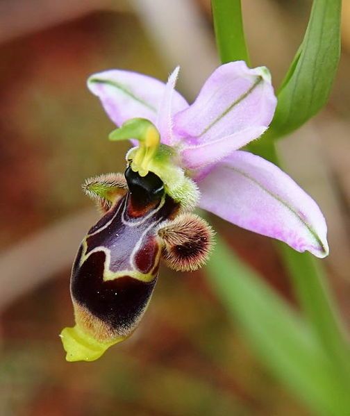 File:Ophrys scolopax 001.jpg