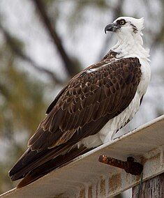 Caribbean osprey (P. h. ridgwayi), in the Bahamas