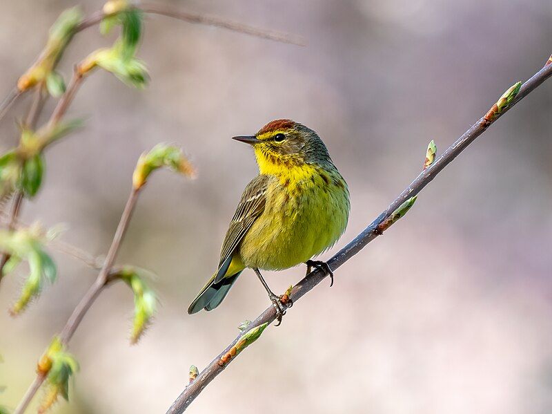 File:Palm warbler (41597).jpg