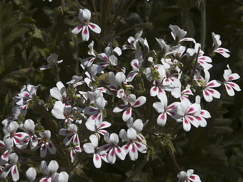 File:Pelargonium crithmifolium3.jpg