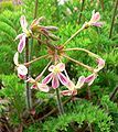 Pelargonium triste