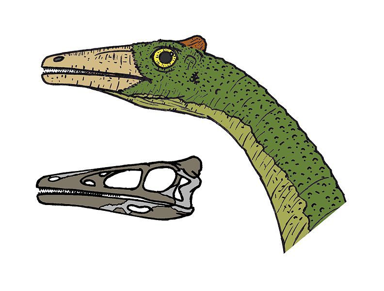 File:Pelecanimimus head 4038.JPG