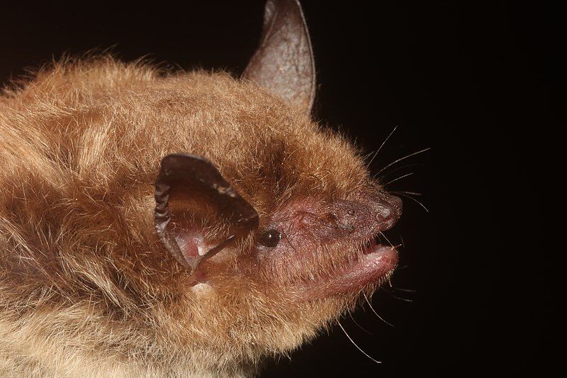 File:Peninsular myotis 191141225.jpg