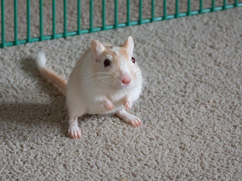 File:PiedCream Gerbil 2021.jpg