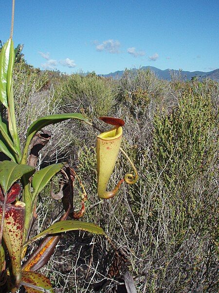 File:Pitcher plant Madagascar.jpg