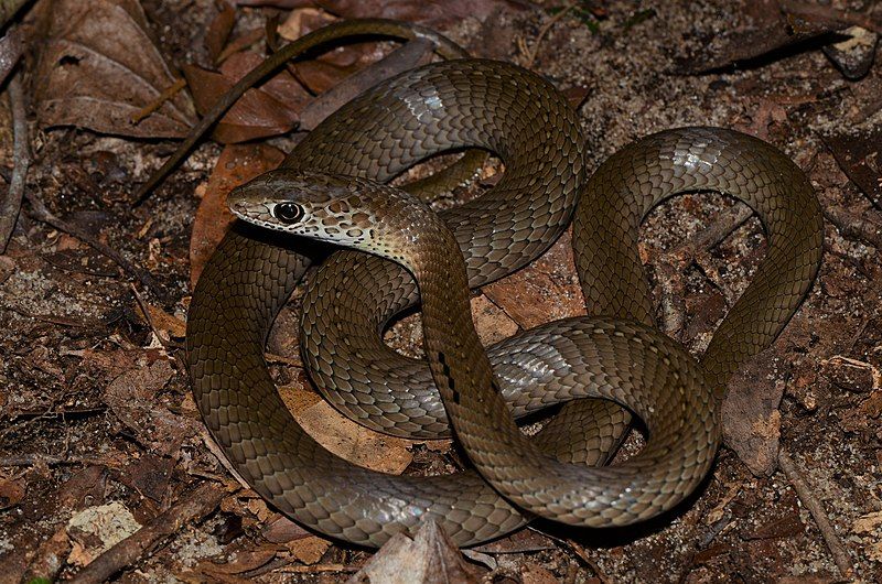 File:Psammophis mossambicus 199436993.jpg