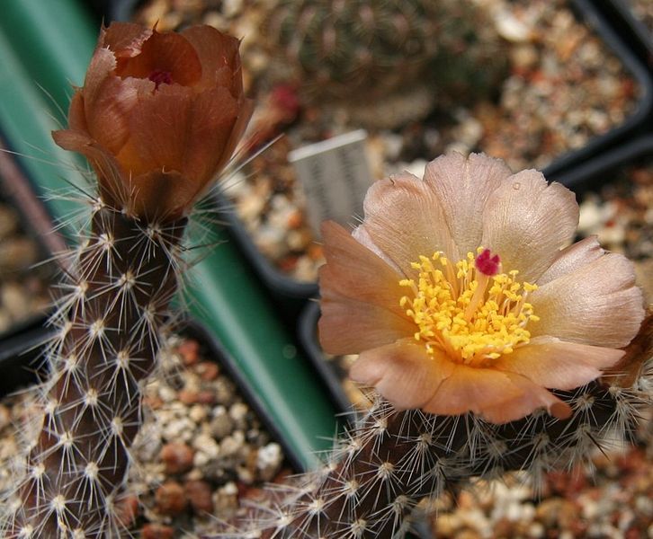 File:Pterocactus valentinii.jpg