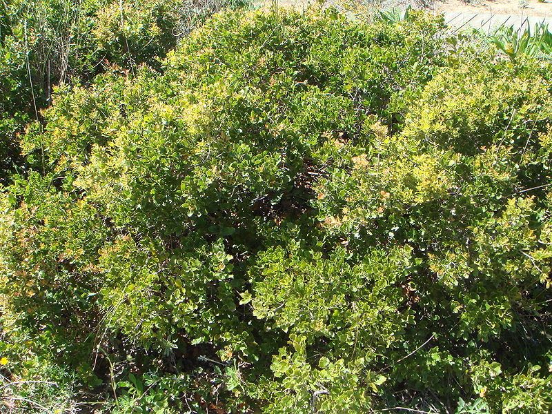 File:Quercus coccifera 1.JPG