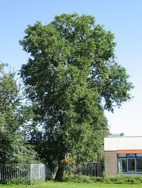 File:RN Ulmus pumila.JPG