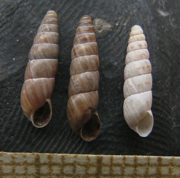 File:Ramusculus subulatus.jpg