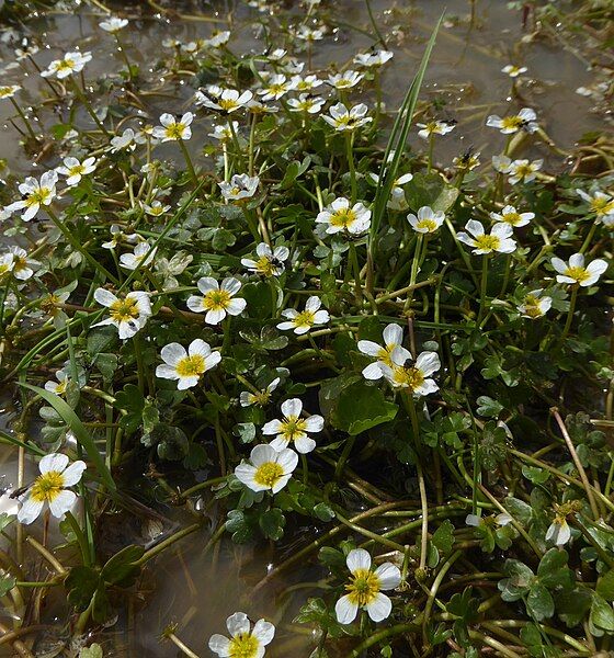 File:Ranunculus baudotii plant.jpg