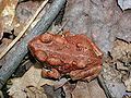 Young American toad