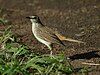 Rufous songlark