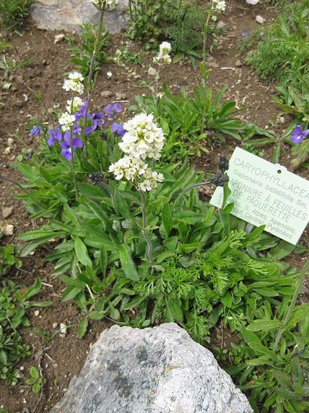 File:Saponaria bellidifolia 001.JPG