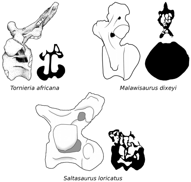 File:Sauropod caudal pneumaticity.png