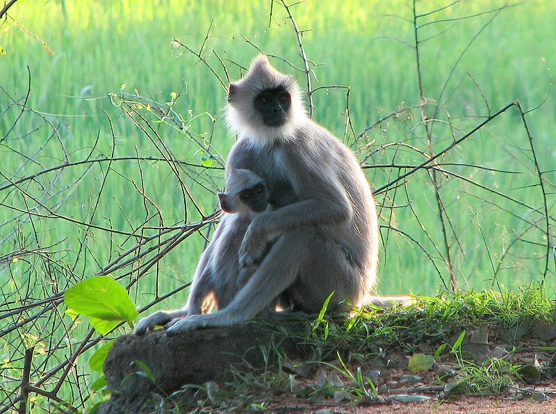 File:Semnopithecus priam.jpg