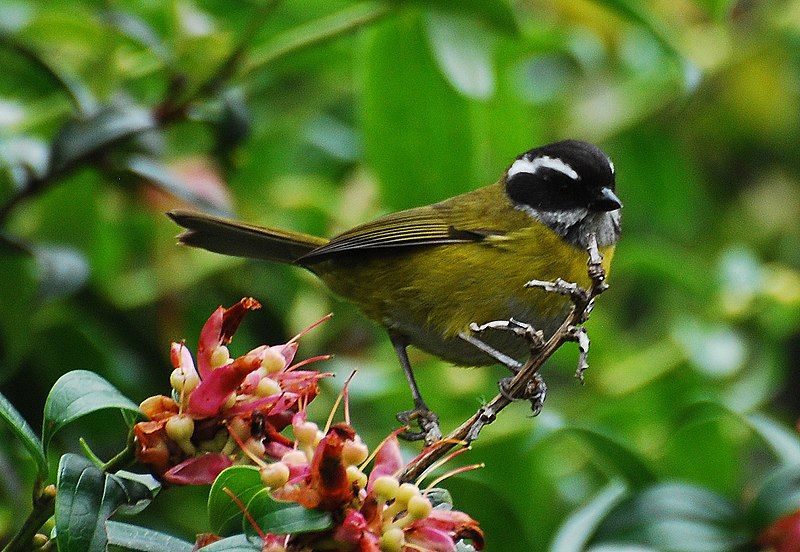 File:Sooty-capped Bush-tanager.jpg