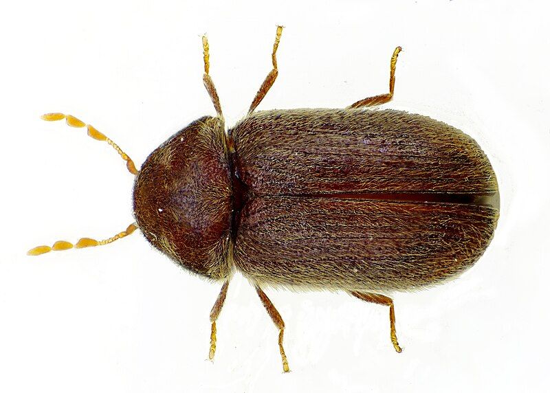 File:Stegobium paniceum bl.jpg