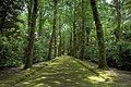 An alley of Ginkgo biloba, Terra Nostra Garden in Furnas, São Miguel, Azores