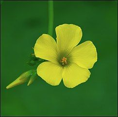 Open flower and a bud