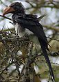 Crowned Hornbill