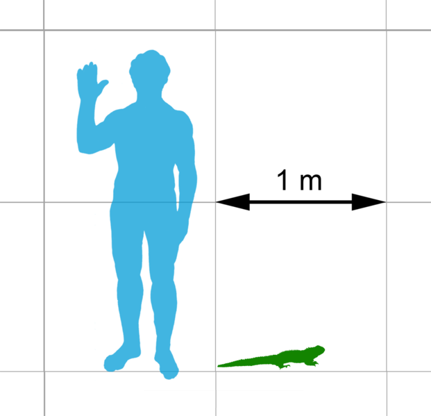 File:Tuatara scale.png