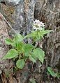 Three-leaved valerian [fr].