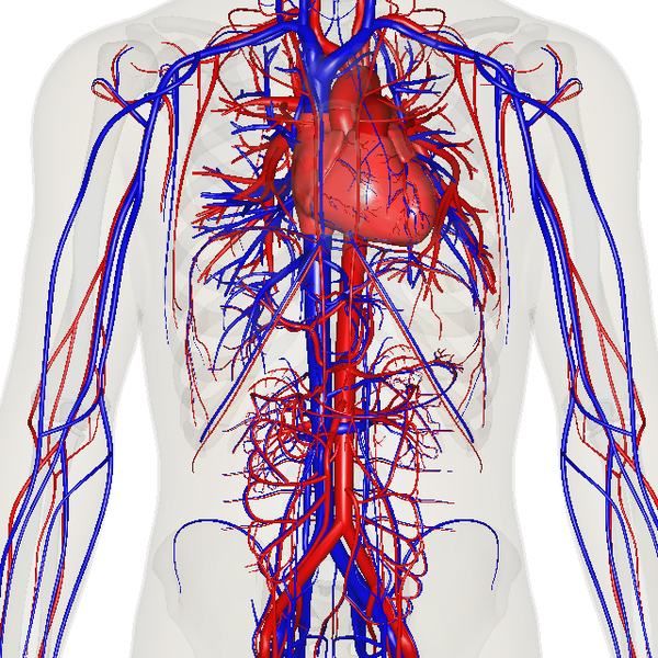 File:Vein art near.png