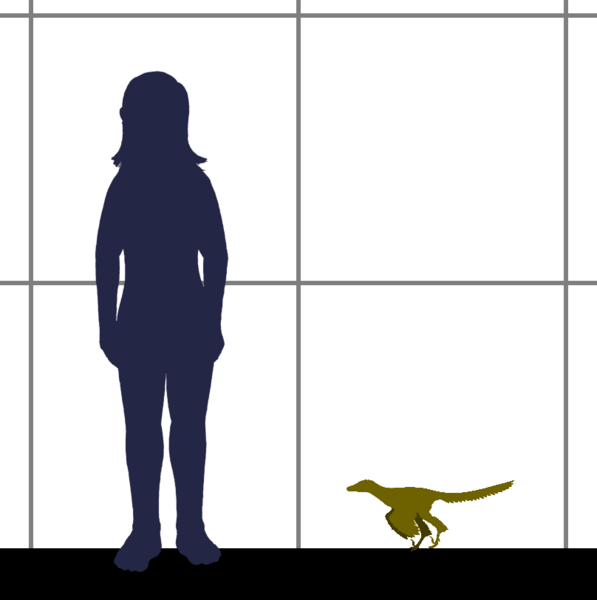 File:Xiaotingia SIZE.png