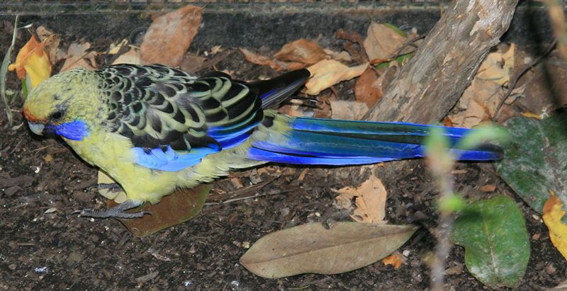 File:YellowRosella.JPG