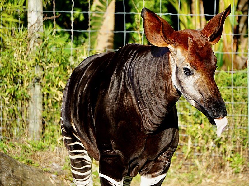 File:Zach the Okapi.jpg